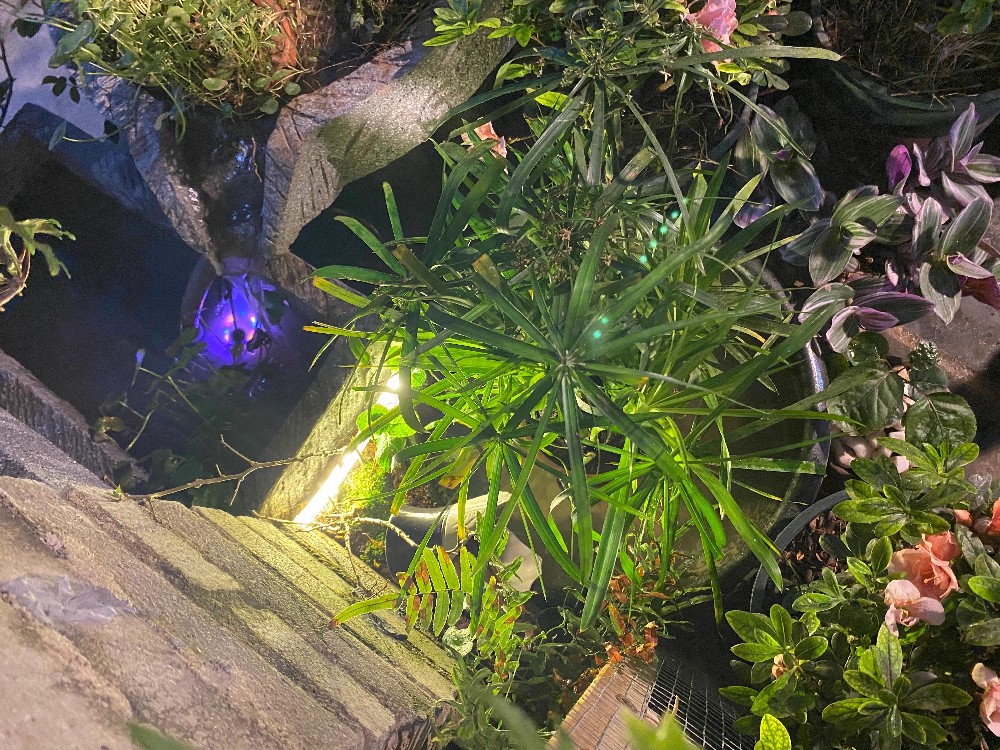 這幾種植物最適合水養(yǎng)，生態(tài)養(yǎng)魚必備！充分凈化水質(zhì)改善魚缸環(huán)境