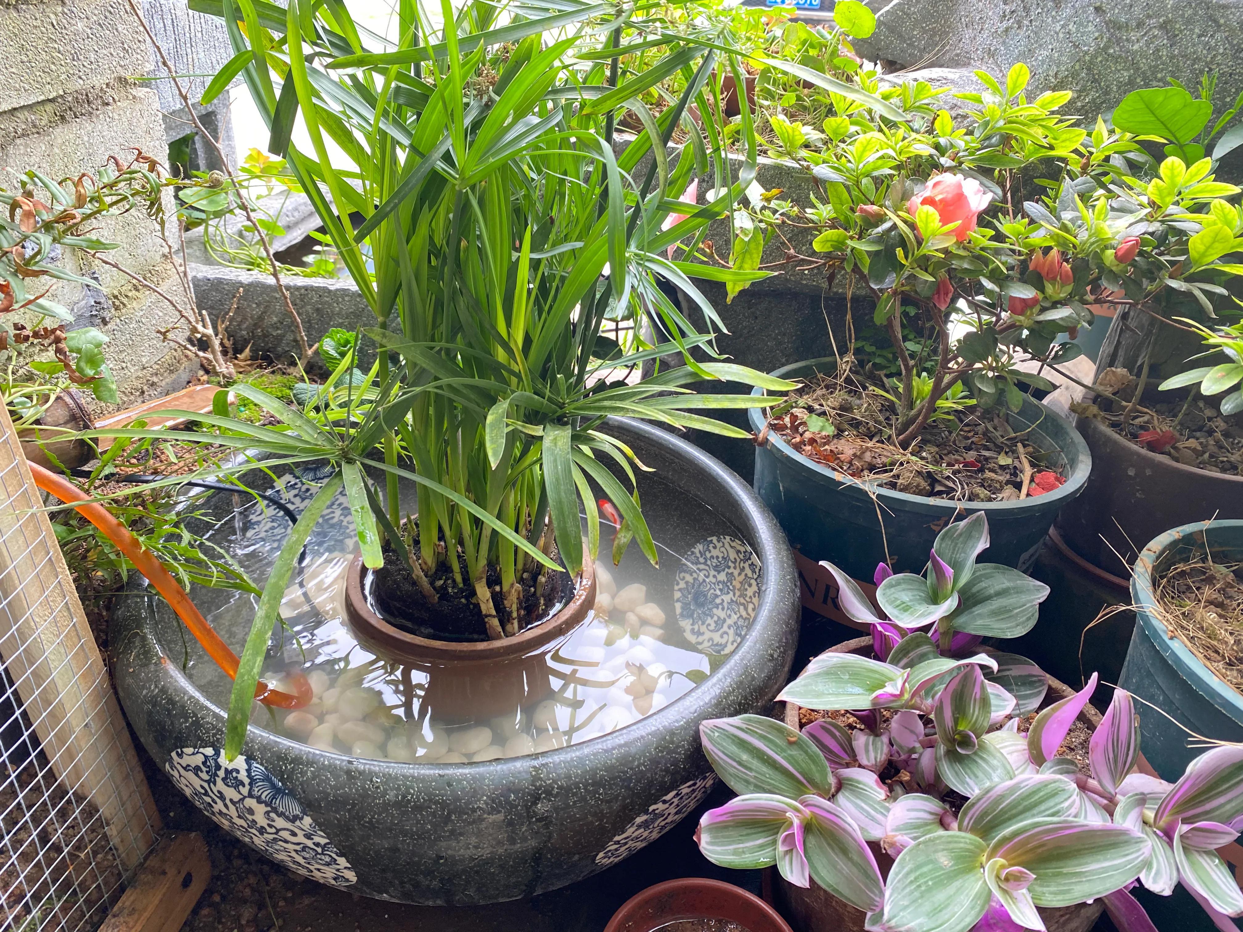 這幾種植物最適合水養(yǎng)，生態(tài)養(yǎng)魚必備！充分凈化水質(zhì)改善魚缸環(huán)境