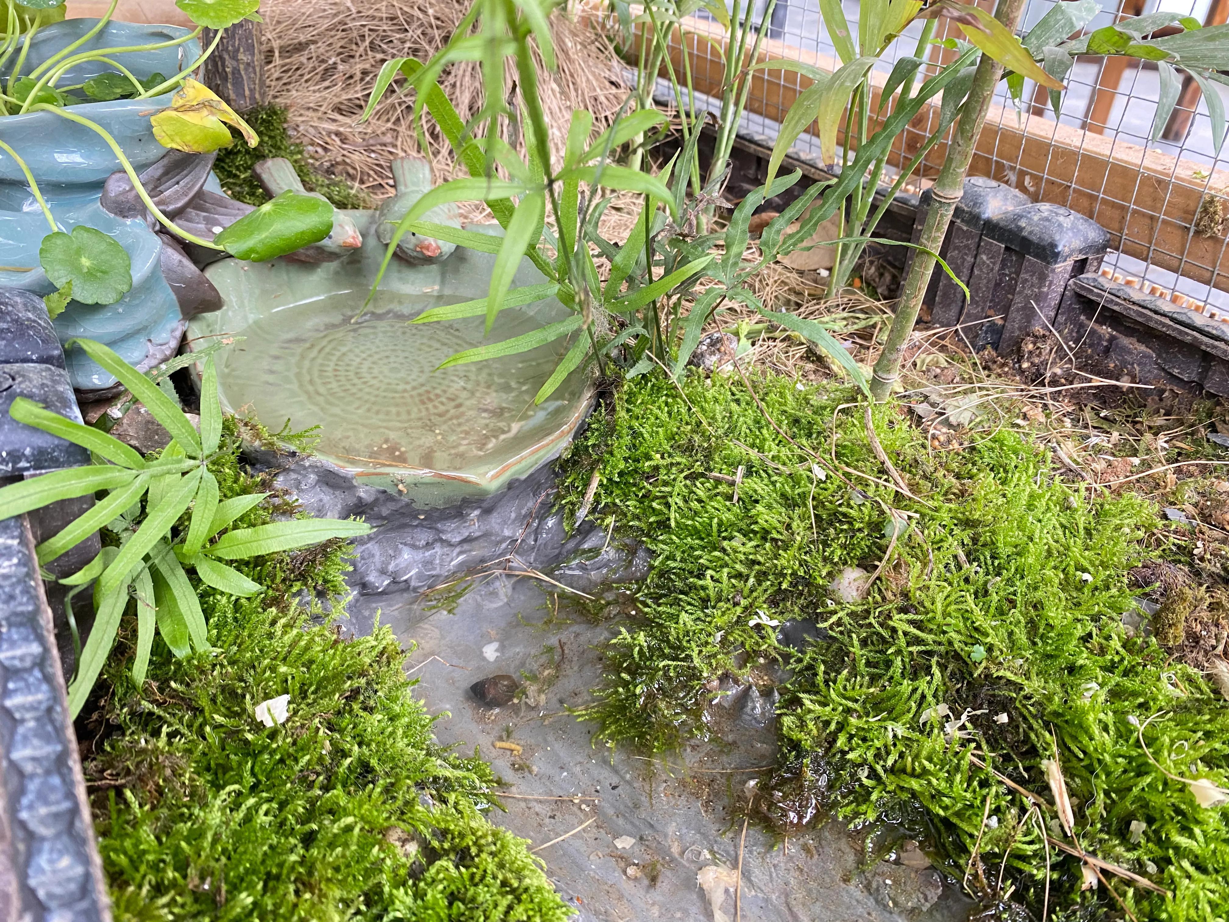 這幾種植物最適合水養(yǎng)，生態(tài)養(yǎng)魚必備！充分凈化水質(zhì)改善魚缸環(huán)境